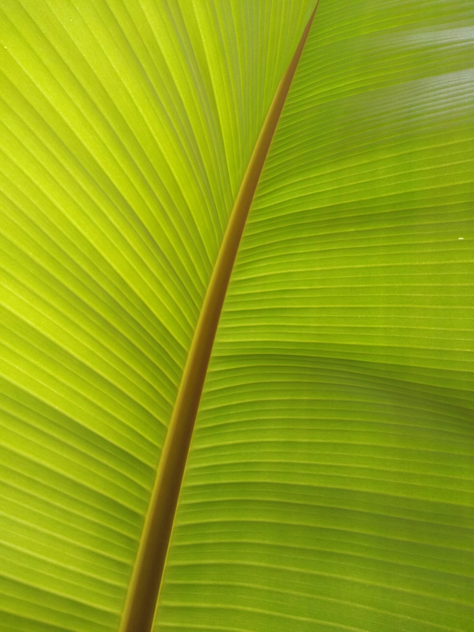 green banana leaf in close up photography